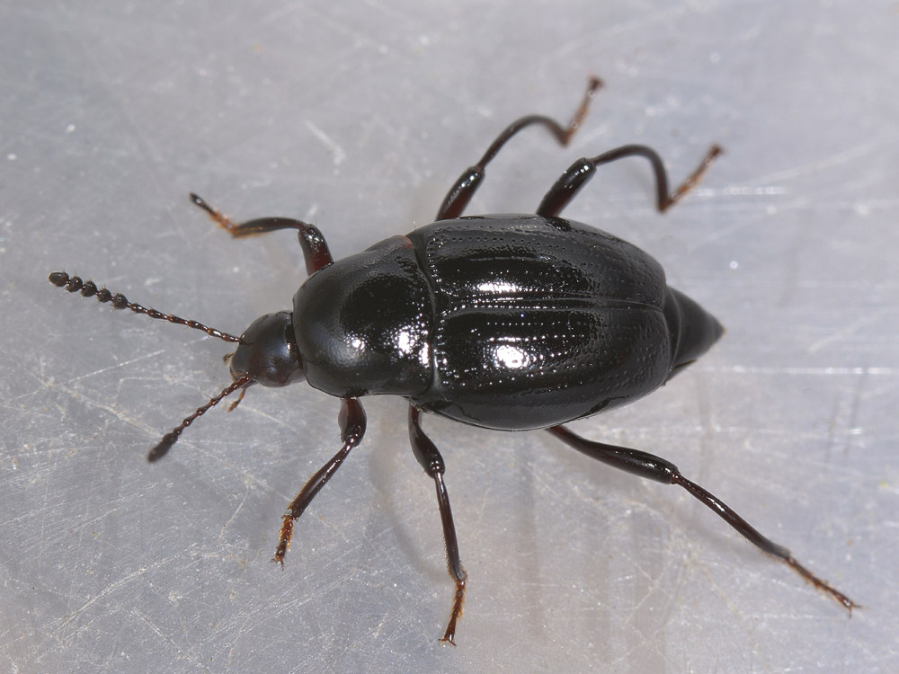 Scaphium immaculatum